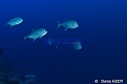 Caranx sexfasciatus Carangue a gros yeux-Wakatobi Batuata Island-22m-20180603-Denis-ADER-DSC_3567_tn